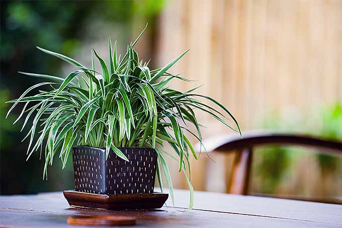 Houseplant in pot